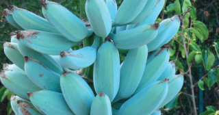 These Rare Blue Bananas Taste Like Vanilla Ice Cream